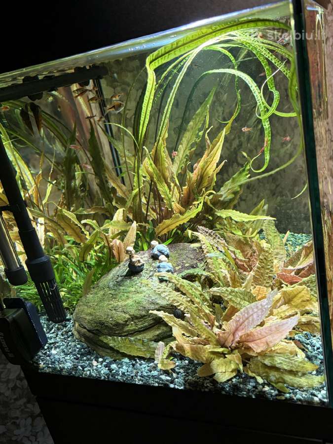 Pilnai įrengtas Oase 75l akvariumo komplektas - nuotraukos Nr. 5