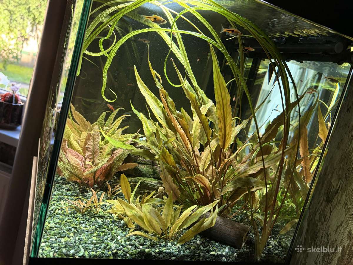 Pilnai įrengtas Oase 75l akvariumo komplektas - nuotraukos Nr. 6