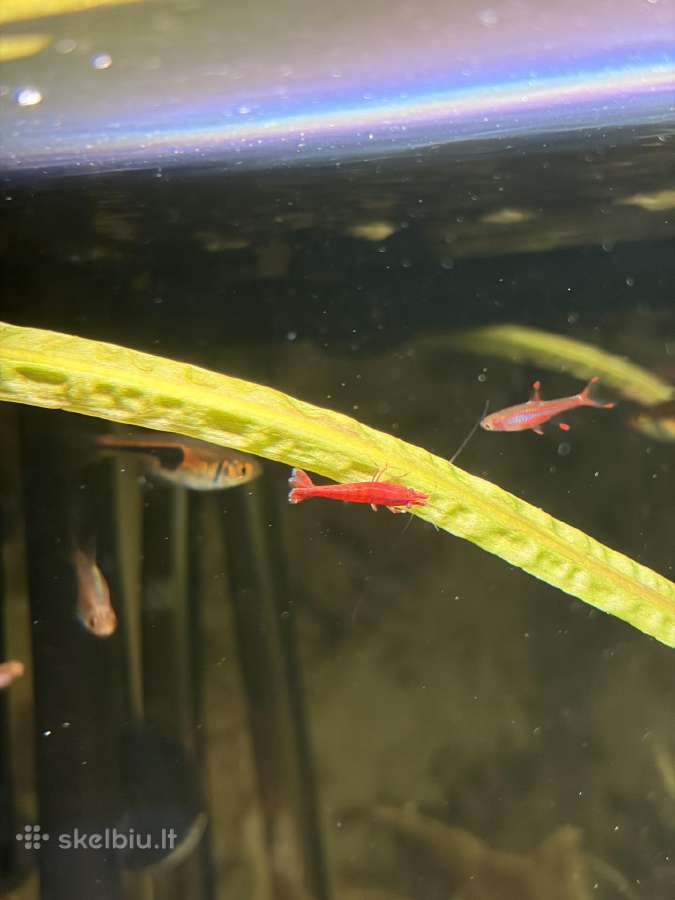 Pilnai įrengtas Oase 75l akvariumo komplektas - nuotraukos Nr. 9
