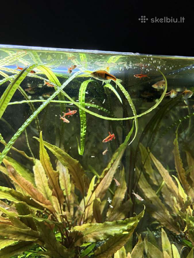 Pilnai įrengtas Oase 75l akvariumo komplektas - nuotraukos Nr. 11