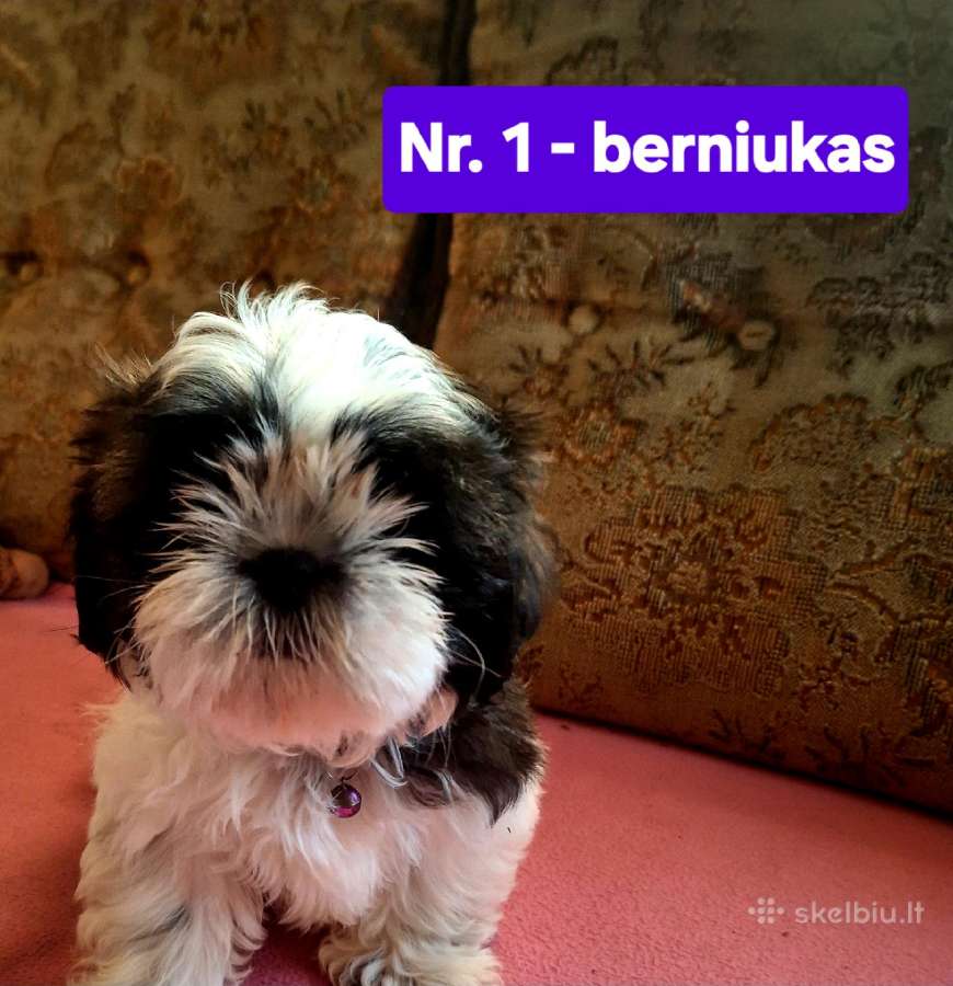 Parduodami Ši cu tipo šuniukai - nuotraukos Nr. 2