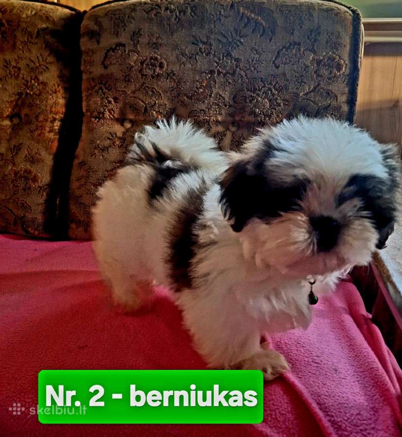 Parduodami Ši cu tipo šuniukai - nuotraukos Nr. 3