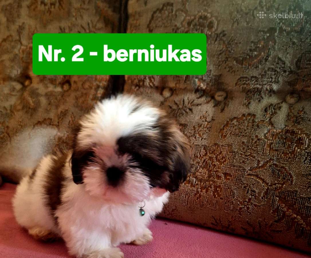 Parduodami Ši cu tipo šuniukai - nuotraukos Nr. 4