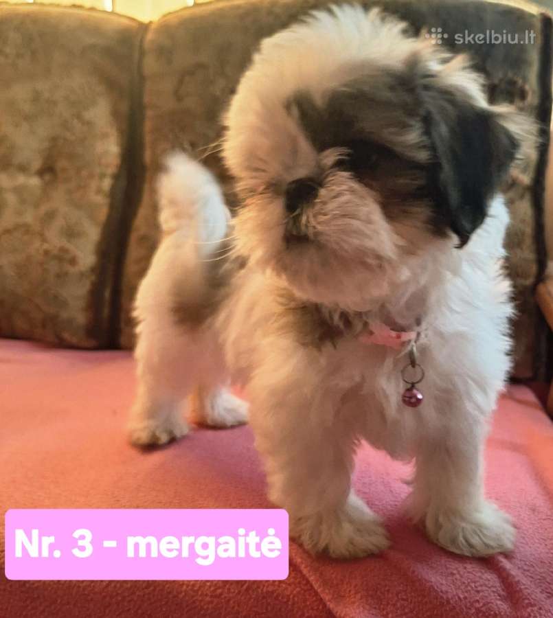 Parduodami Ši cu tipo šuniukai - nuotraukos Nr. 5