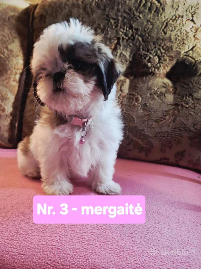 Parduodami Ši cu tipo šuniukai - nuotraukos Nr. 6