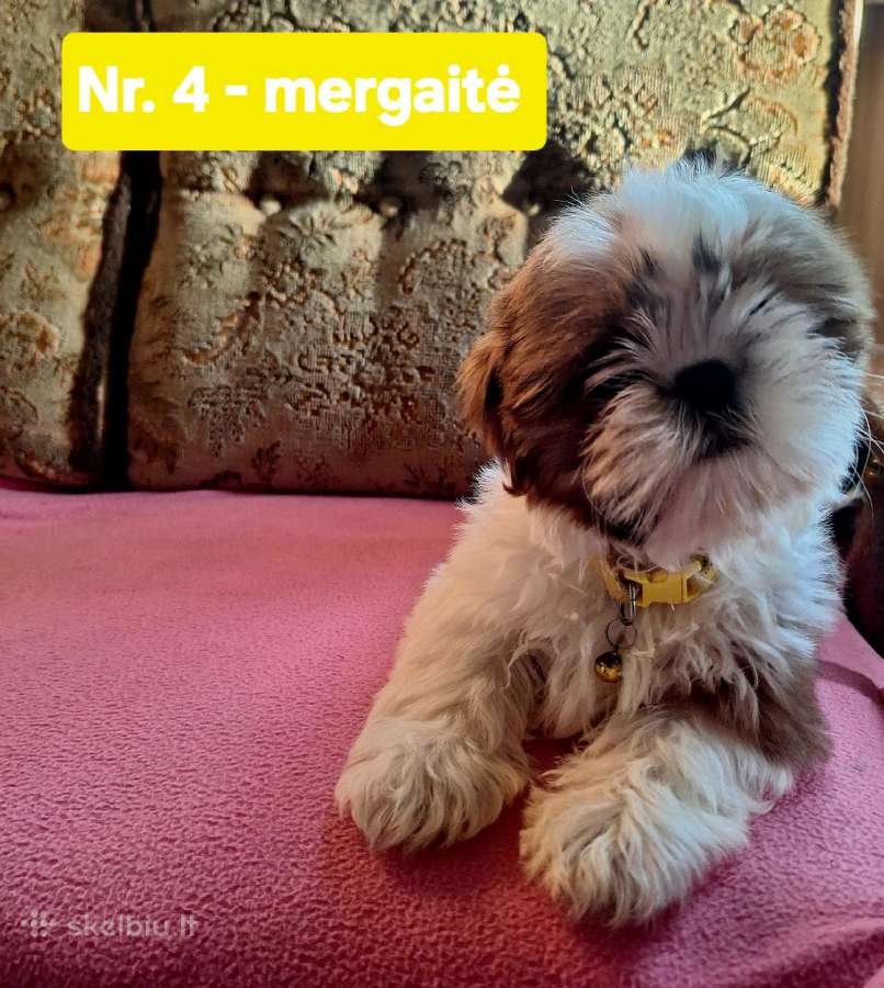 Parduodami Ši cu tipo šuniukai - nuotraukos Nr. 7