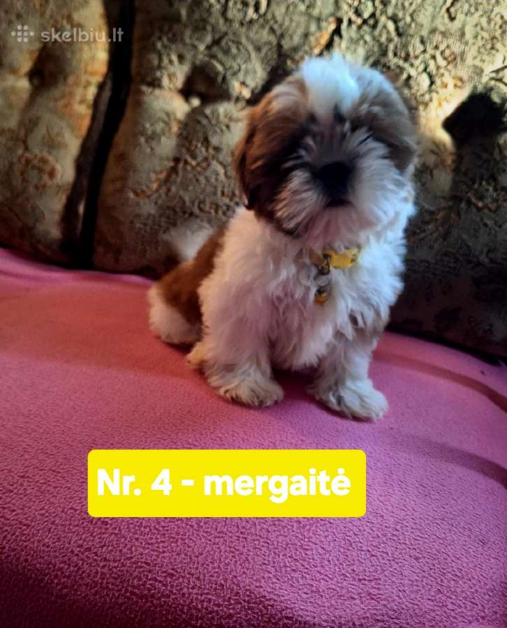 Parduodami Ši cu tipo šuniukai - nuotraukos Nr. 8