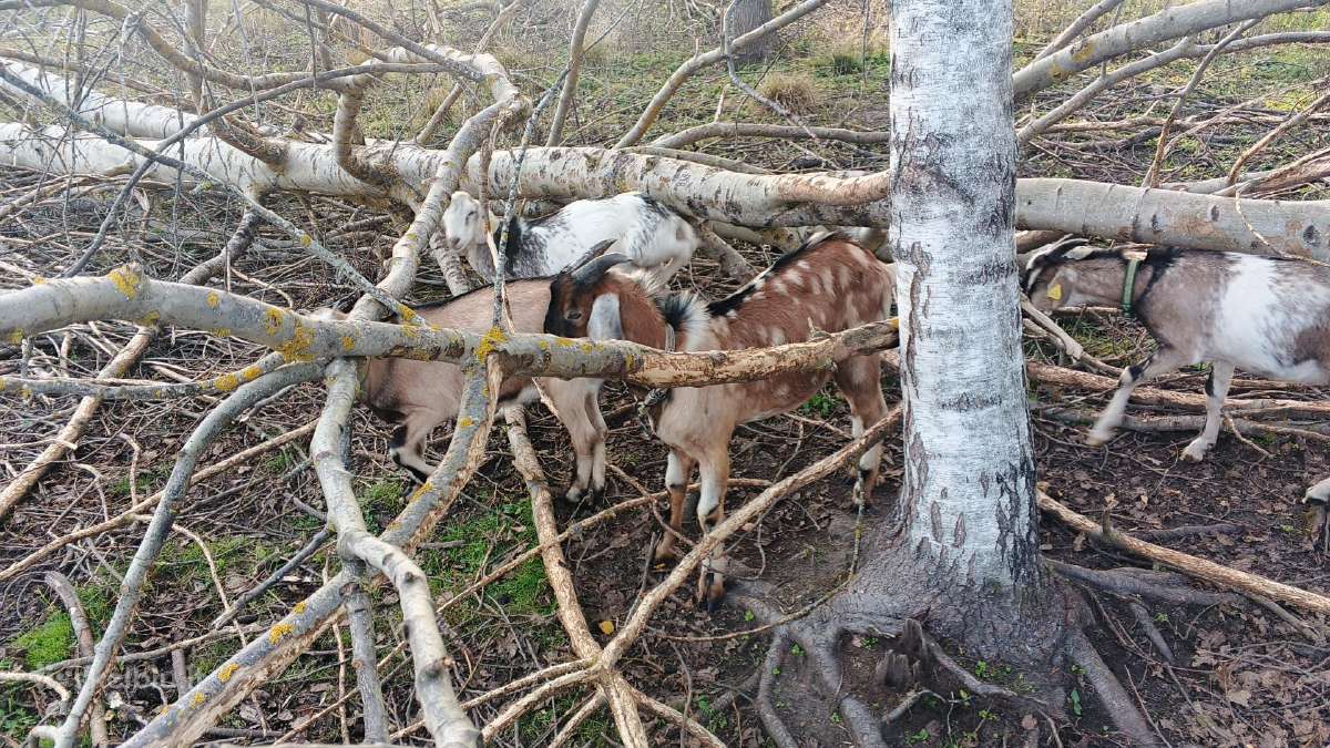 3 ožkites ir 5 ožiukai - nuotraukos Nr. 3
