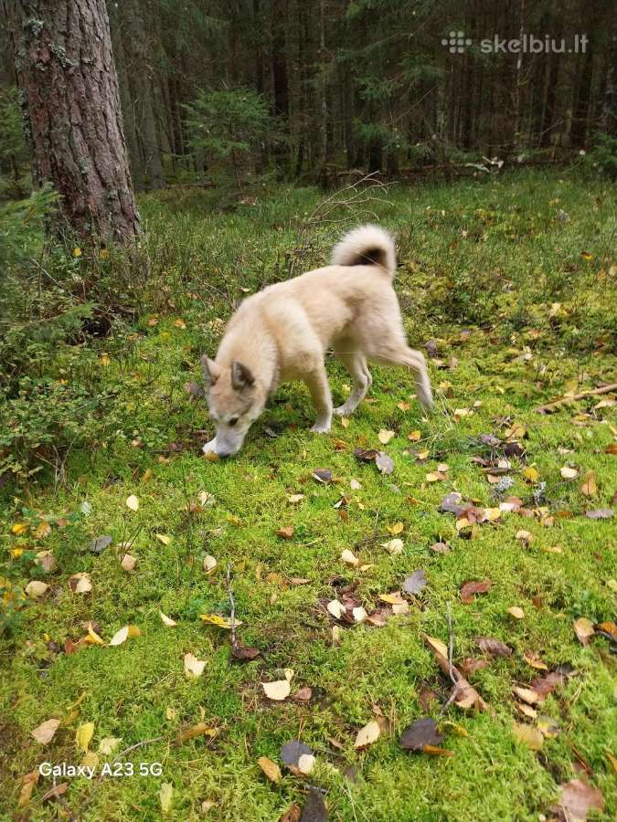 Vakarų sibiro laikos šuniukai - nuotraukos Nr. 2