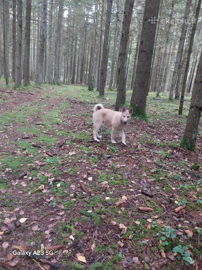 Vakarų sibiro laikos šuniukai - nuotraukos Nr. 5