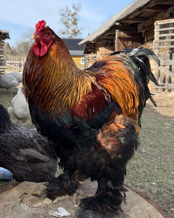 Parduodu Brama gaidžiukus - nuotraukos Nr. 3