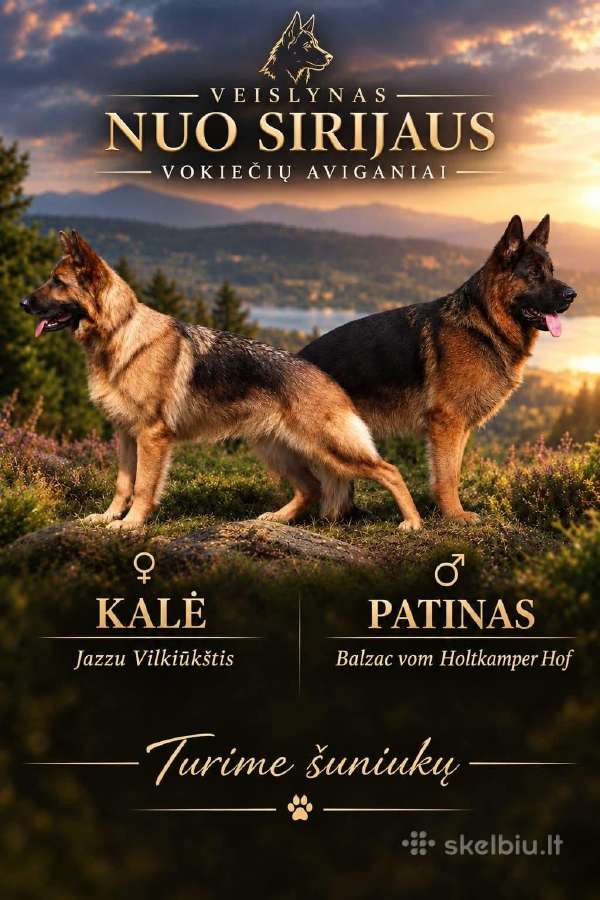 Parduodami Vokiečių Aviganių šuniukai - nuotraukos Nr. 3