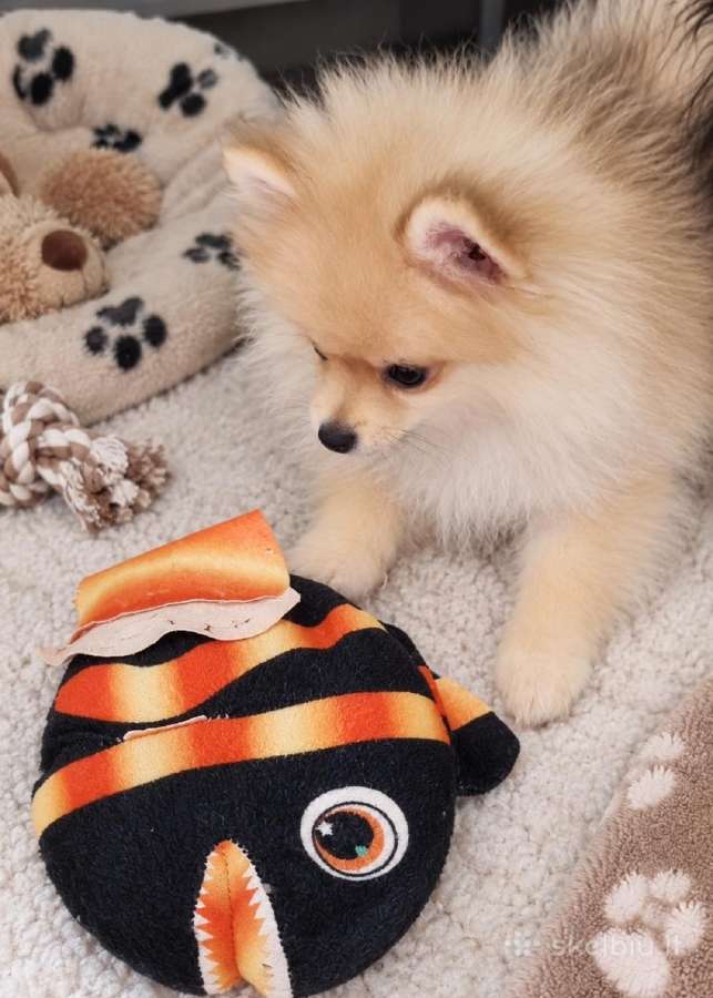 Vokiečiu nykštukiniai špicai pomeranian - nuotraukos Nr. 3