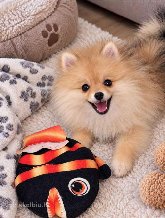Vokiečiu nykštukiniai špicai pomeranian - nuotraukos Nr. 2