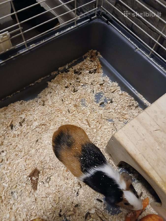 Parduodu - nuotraukos Nr. 2
