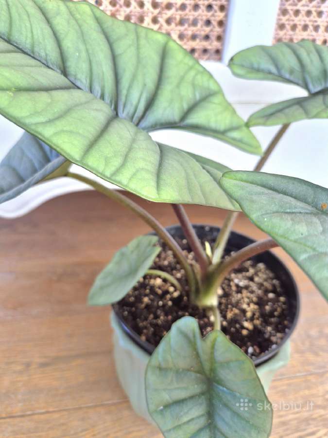 Kambarine gele alokazija"silver dragon". - nuotraukos Nr. 2