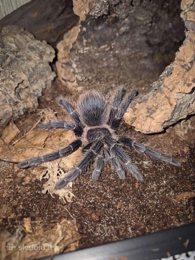 Parduodu tarantula - nuotraukos Nr. 2