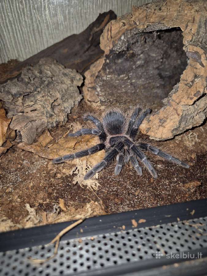 Parduodu tarantula - nuotraukos Nr. 3
