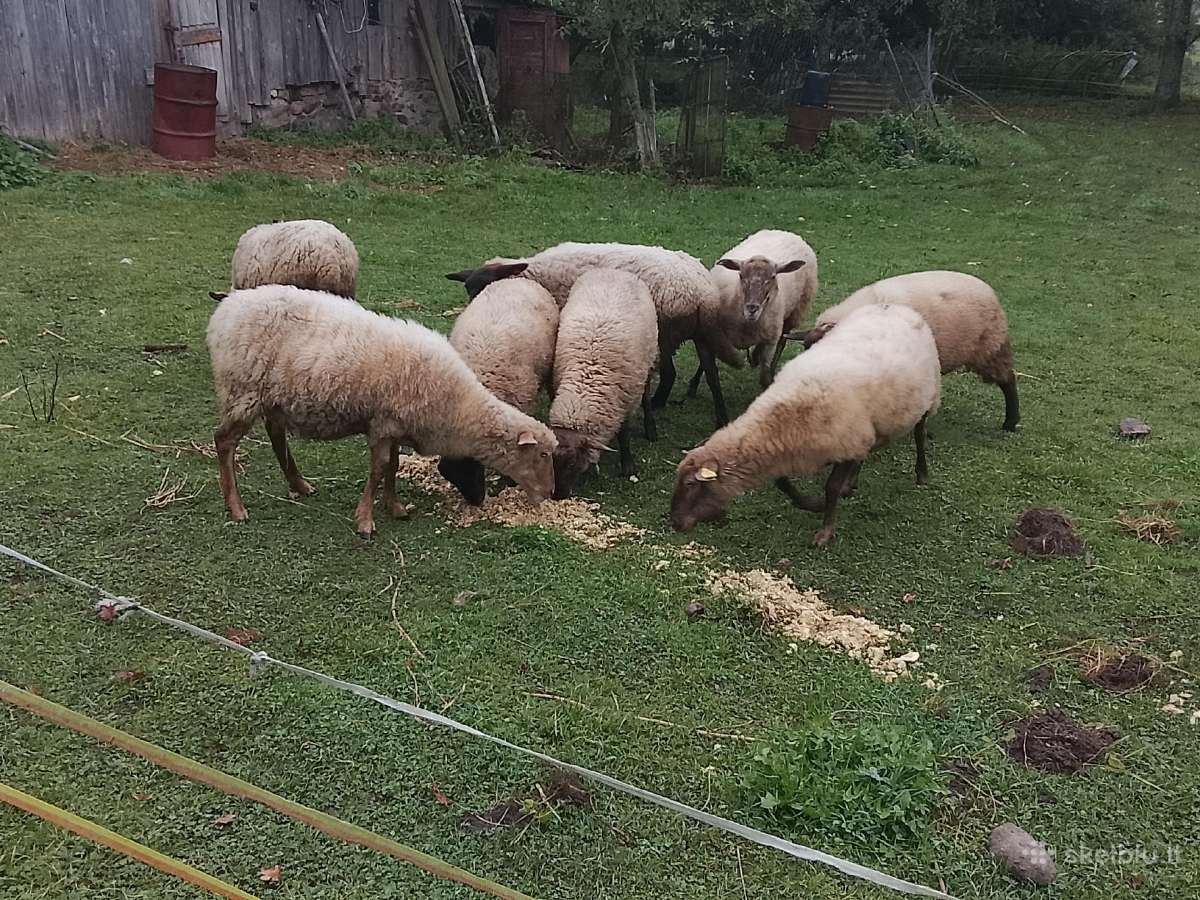 Gimę balandžio men - nuotraukos Nr. 2