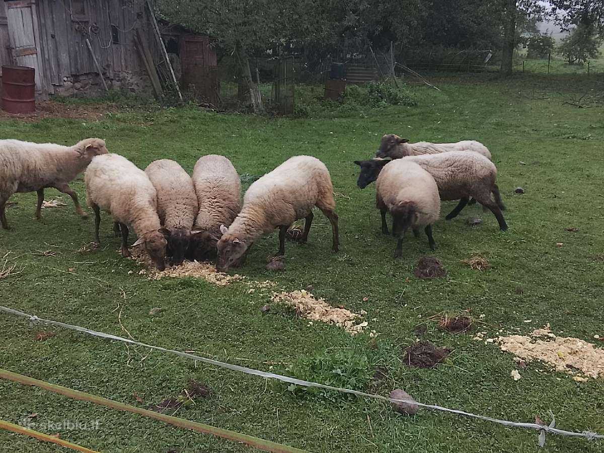 Gimę balandžio men - nuotraukos Nr. 3