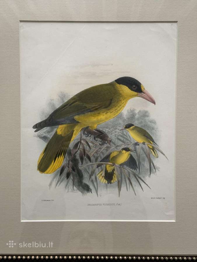 Keulemans paukščių litografijos su rėmu - nuotraukos Nr. 4