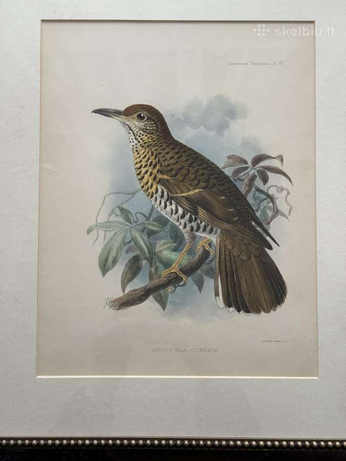 Keulemans paukščių litografijos su rėmu - nuotraukos Nr. 5