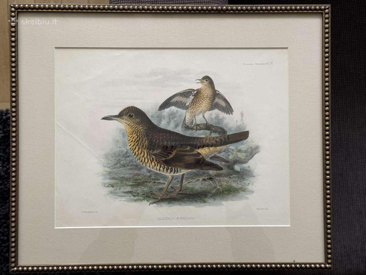 Keulemans paukščių litografijos su rėmu - nuotraukos Nr. 6