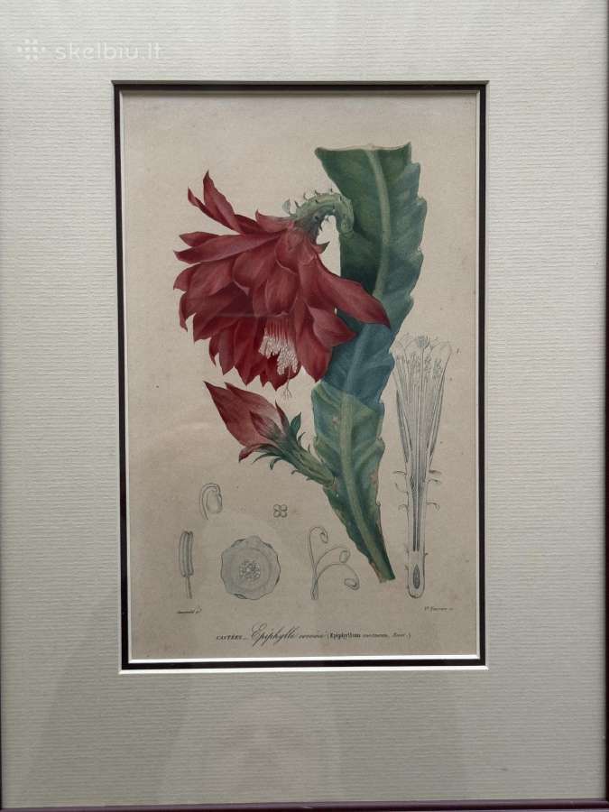 Keulemans paukščių litografijos su rėmu - nuotraukos Nr. 8