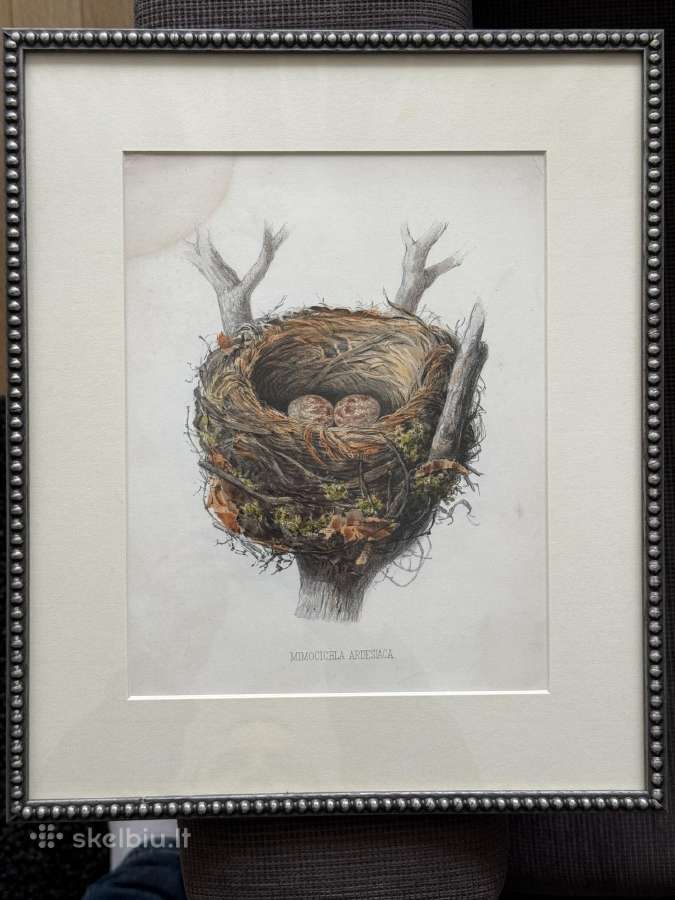 Keulemans paukščių litografijos su rėmu - nuotraukos Nr. 9