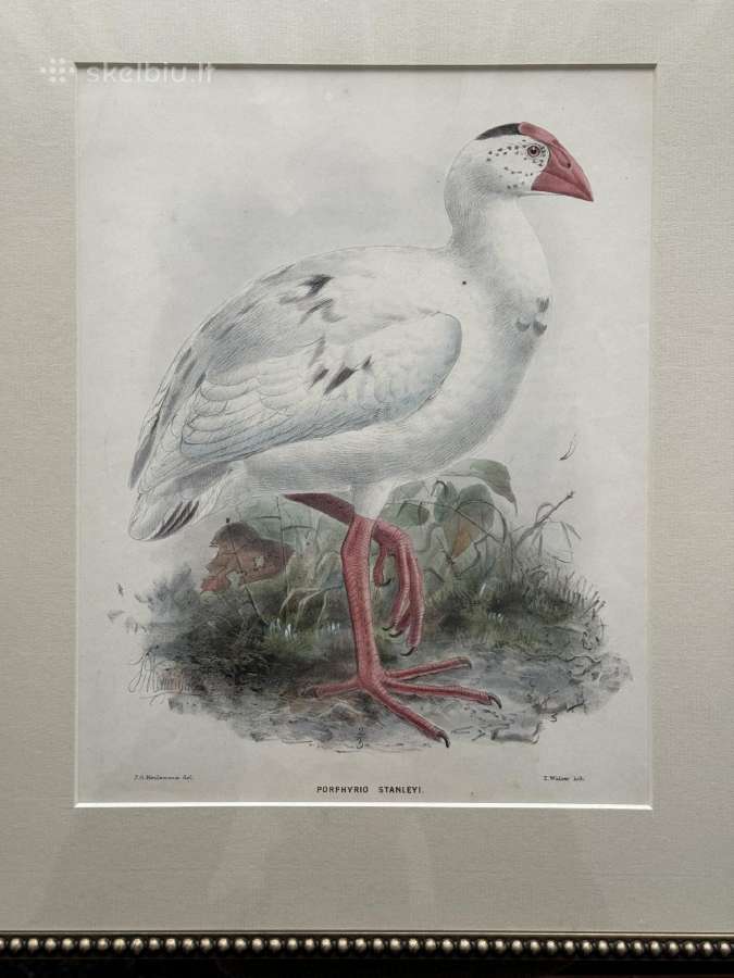 Keulemans paukščių litografijos su rėmu - nuotraukos Nr. 11