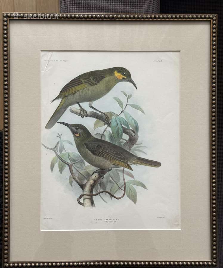 Keulemans paukščių litografijos su rėmu - nuotraukos Nr. 12