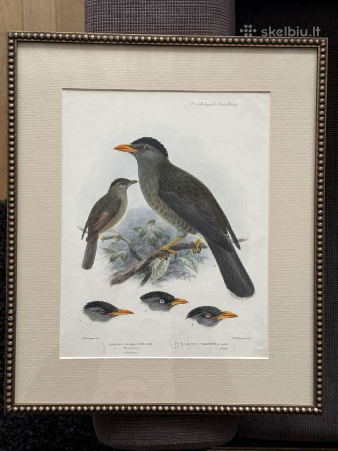 Keulemans paukščių litografijos su rėmu - nuotraukos Nr. 13