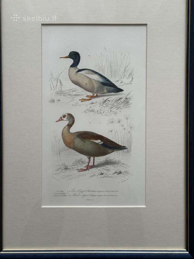 Keulemans paukščių litografijos su rėmu - nuotraukos Nr. 14