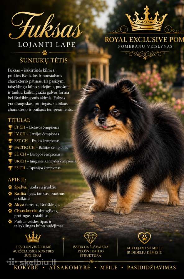 Vokiečiu mažasis špicas - nuotraukos Nr. 5