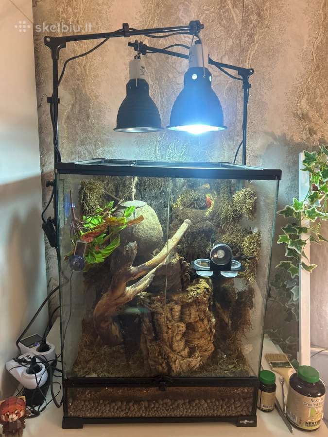 Crested gecko + pilnas terariumo komplektas - nuotraukos Nr. 2