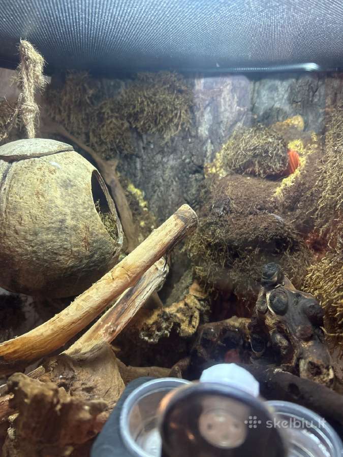 Crested gecko + pilnas terariumo komplektas - nuotraukos Nr. 4