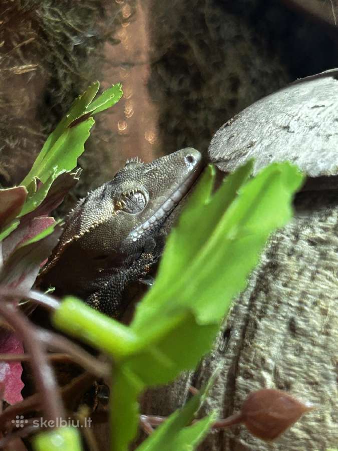 Crested gecko + pilnas terariumo komplektas - nuotraukos Nr. 7