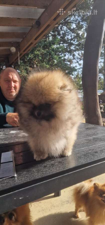 Išskirtinė špicė,pomeranė" - nuotraukos Nr. 6