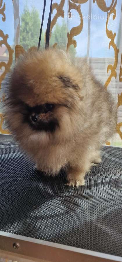 Išskirtinė špicė,pomeranė" - nuotraukos Nr. 7