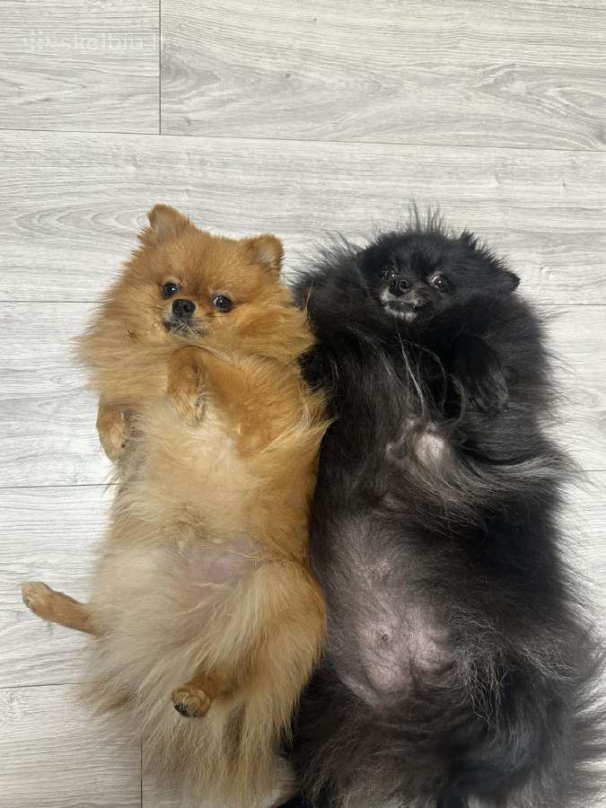 Pomeranijos Špiciukai - nuotraukos Nr. 5
