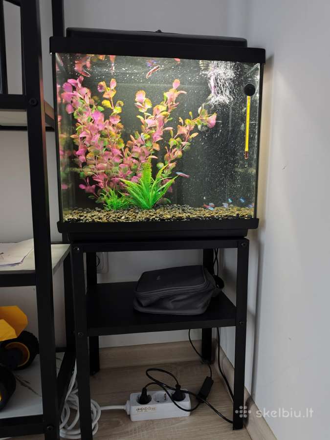 35 l akvariumas - nuotraukos Nr. 4