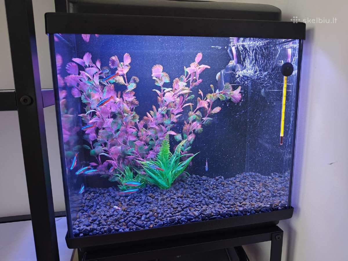 35 l akvariumas - nuotraukos Nr. 6