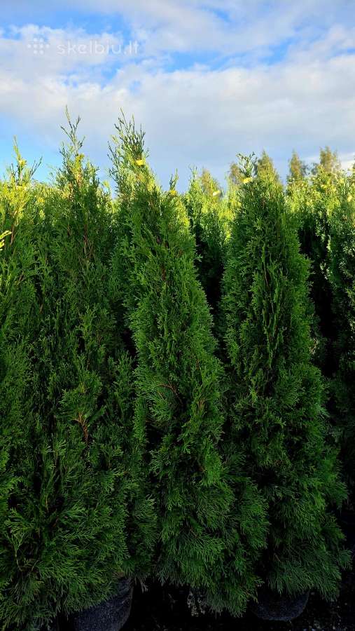 Juodosios pušys iki 3,5m. tujos, kadagiai, beržai - nuotraukos Nr. 2