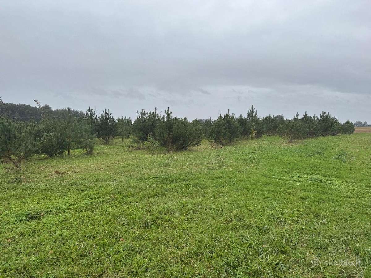 Kalninė pušis Pinus mugo – 2 m+, kaina 250eur - nuotraukos Nr. 2
