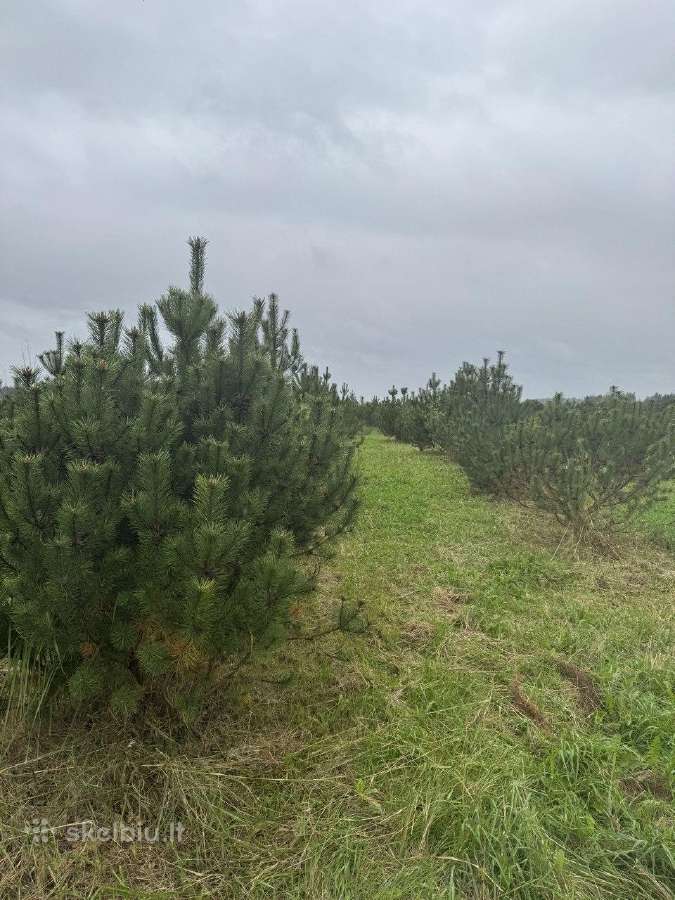 Kalninė pušis Pinus mugo – 2 m+, kaina 250eur - nuotraukos Nr. 3