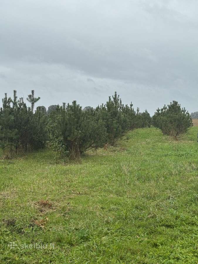 Kalninė pušis Pinus mugo – 2 m+, kaina 250eur - nuotraukos Nr. 4