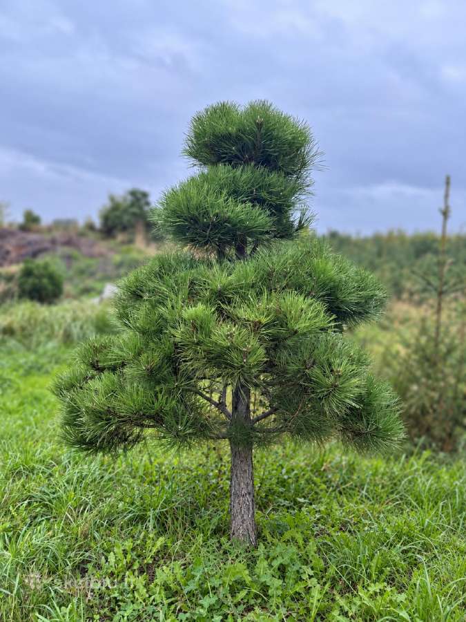 Juodoji pušis formuota bonsai niwaki kaina nuo 250 - nuotraukos Nr. 2