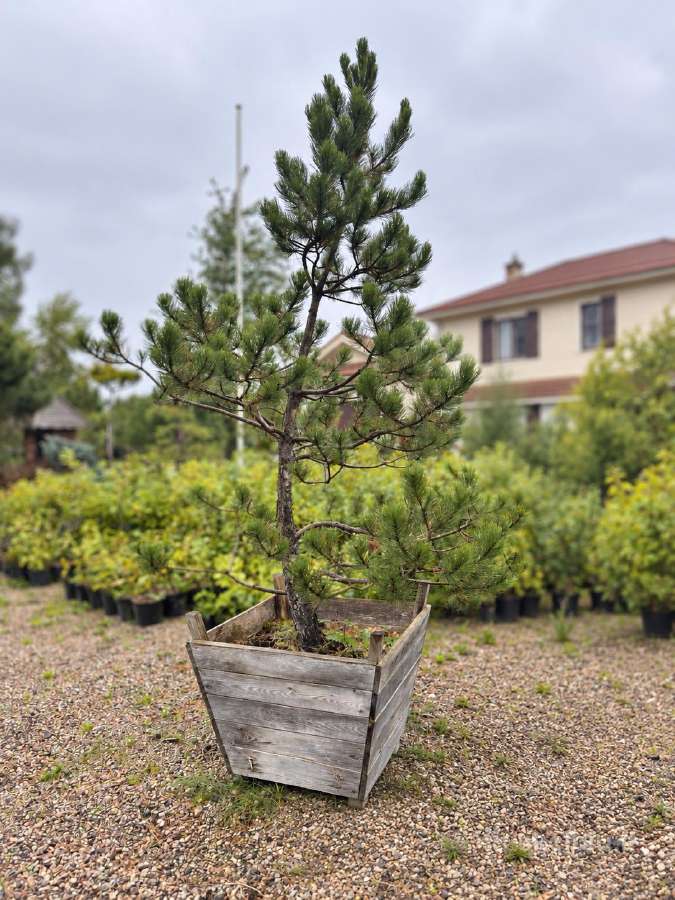 Juodoji pušis formuota bonsai niwaki kaina nuo 250 - nuotraukos Nr. 3