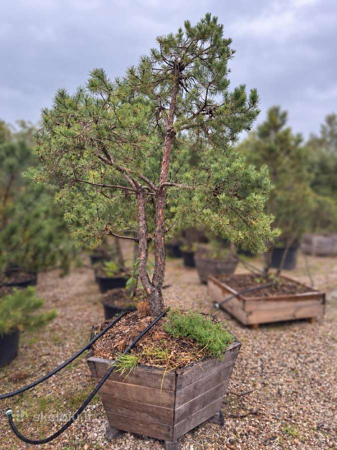 Formuota paprastoji pušis Pinus sylvestris – 2–4 m - nuotraukos Nr. 2