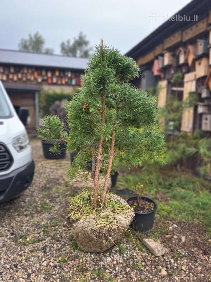 Formuota paprastoji pušis Pinus sylvestris – 2–4 m - nuotraukos Nr. 3